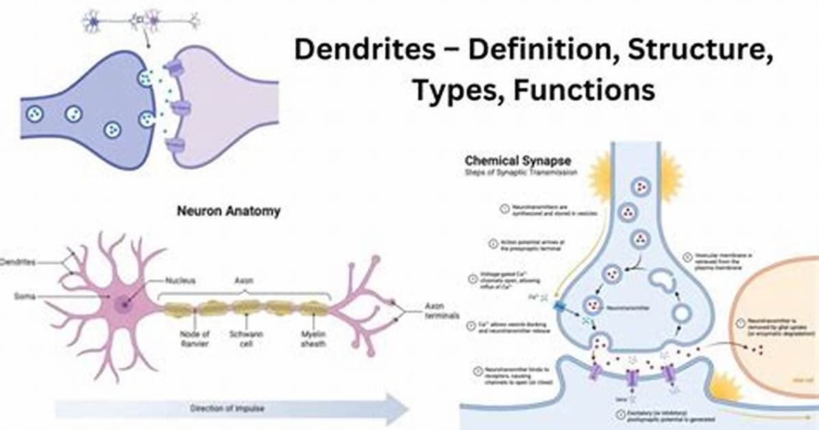 How Dendrites Structure Suit Their Function?