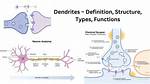 How Dendrites Structure Suit Their Function?