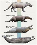 How Did Cetaceans Evolve?