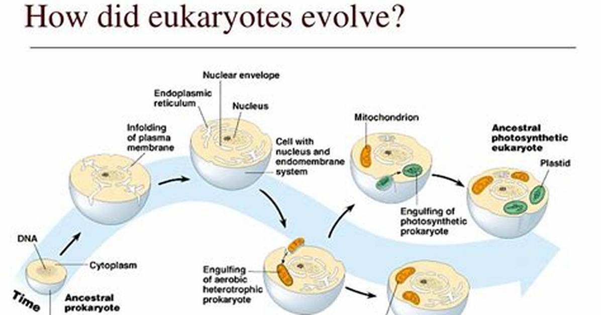 How Did Eukaryotes Evolve?