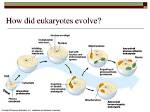How Did Eukaryotes Evolve?