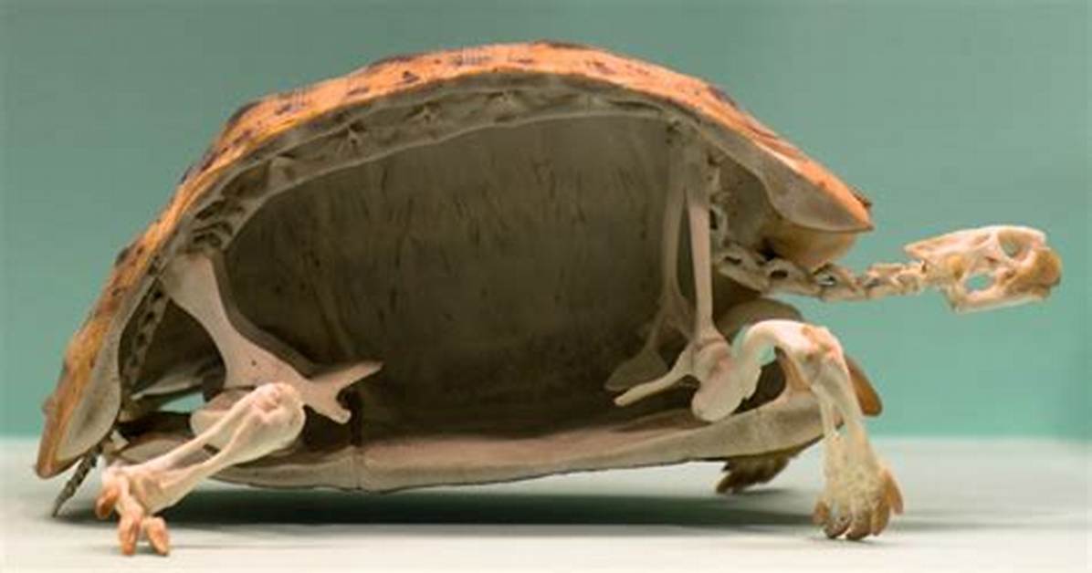 How Did the Turtle Work