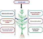 How Do Acids Affect Plants