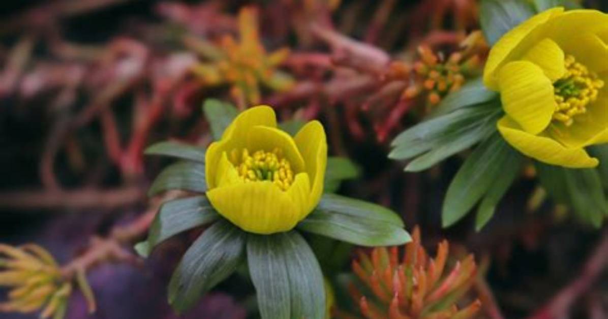 How Do Aconites Spread?