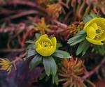 How Do Aconites Spread?