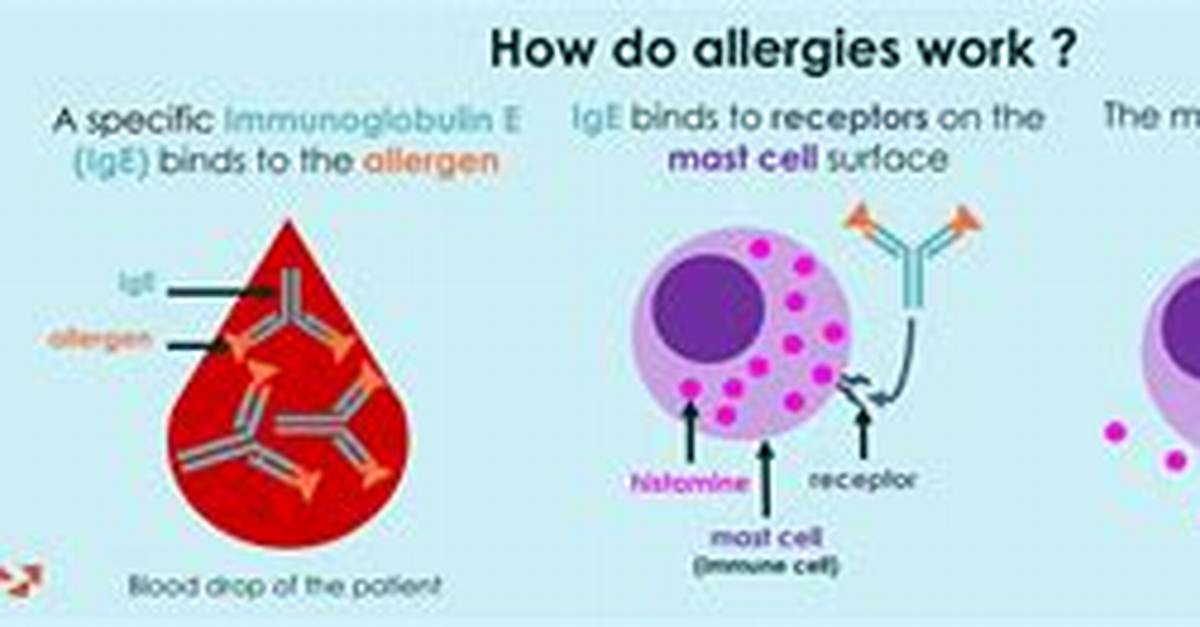 How Do Allergies Work?