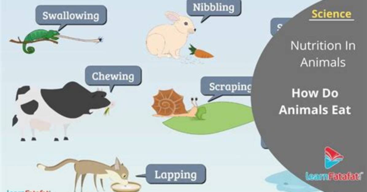 How Do Animals Get Nutrients