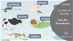 How Do Animals Get Nutrients