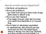 How Do Annelids Eat?