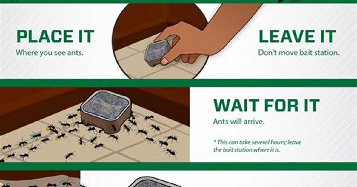 How Do Ant Traps Work