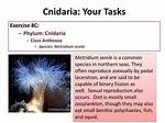 How Do Anthozoa Eat?