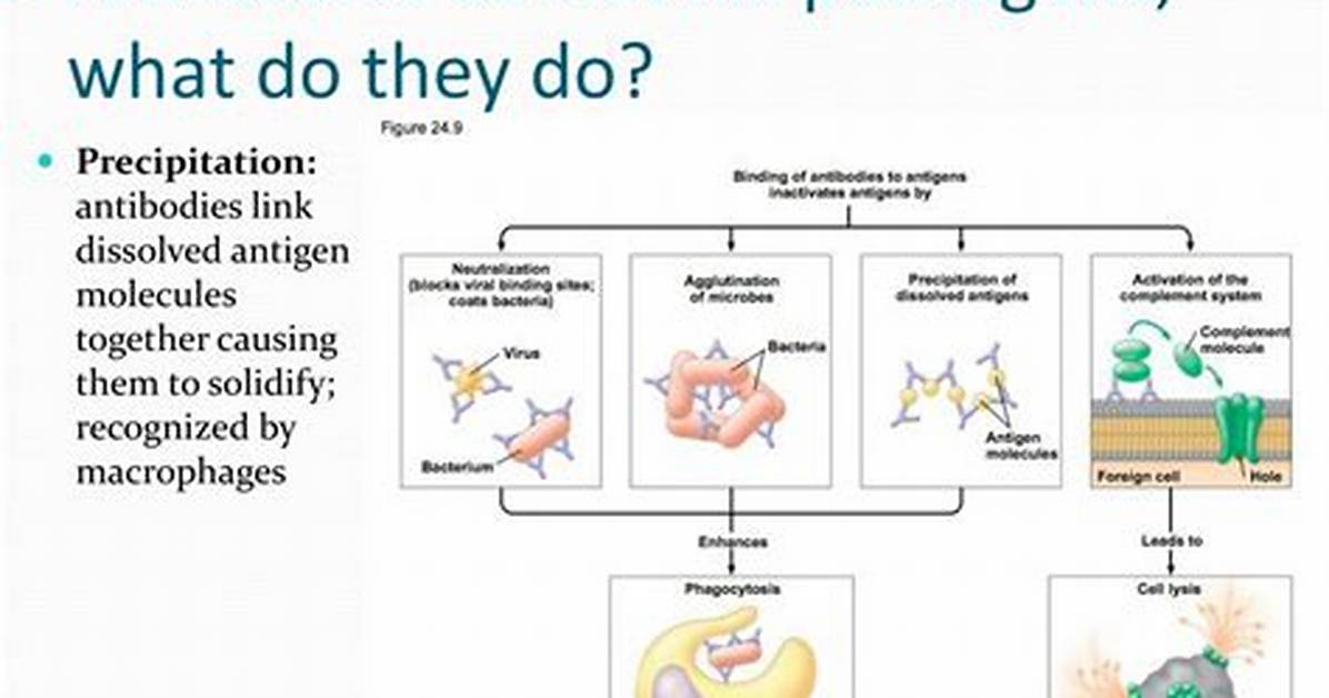 How Do Antibodies Kill