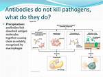 How Do Antibodies Kill