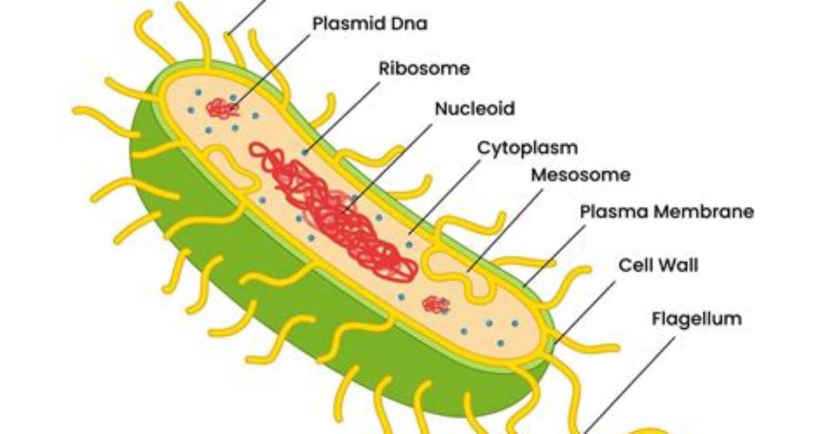 How Do Archaea Move?
