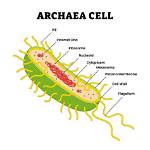 How Do Archaea Move?