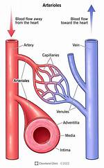 How Do Arteries Work?