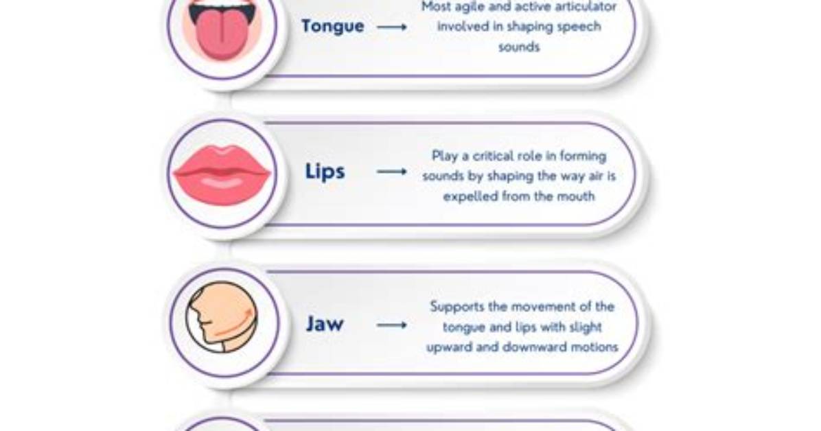 How Do Articulators Work?