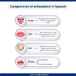 How Do Articulators Work?
