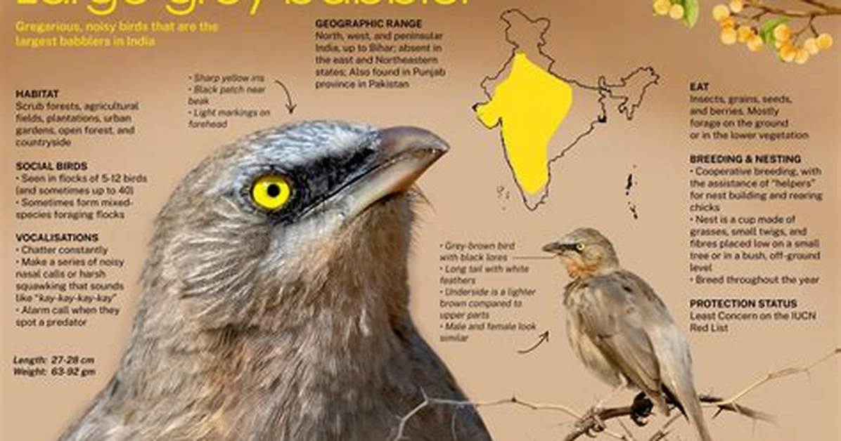 How Do Babblers Eat?
