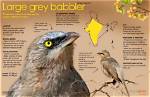 How Do Babblers Eat?