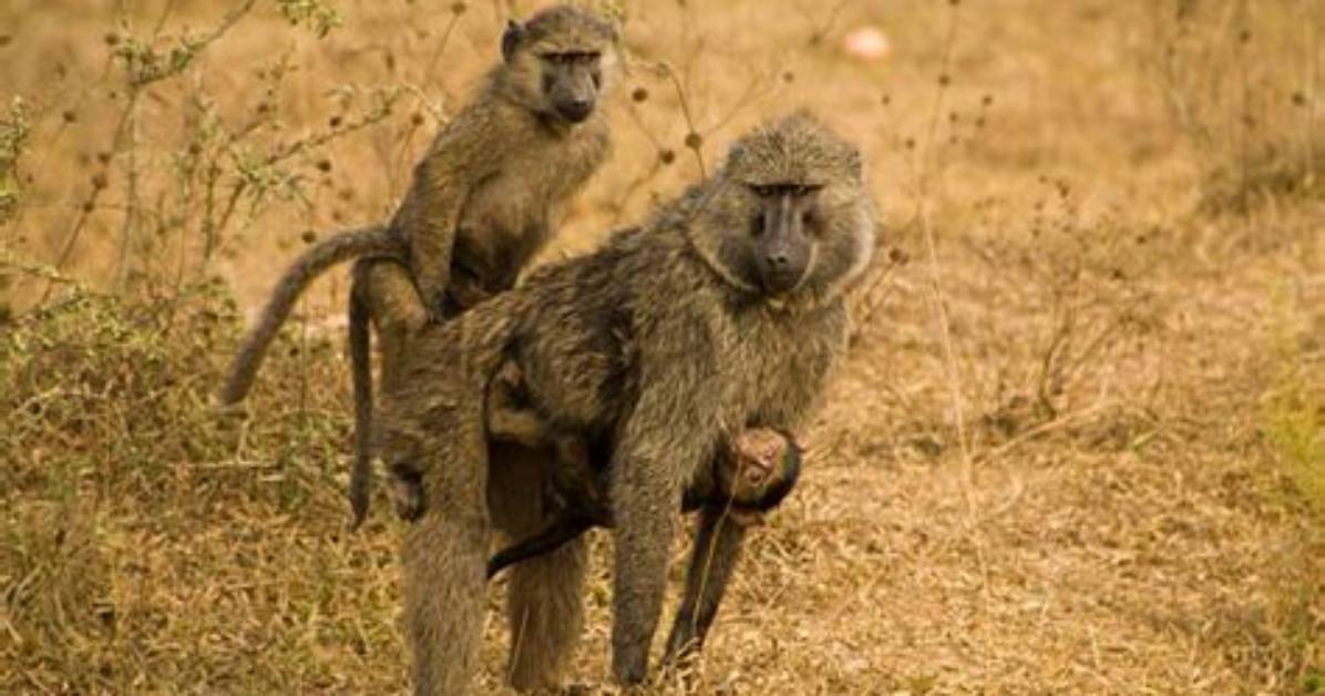 How Do Baboons Mate?