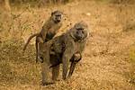How Do Baboons Mate?