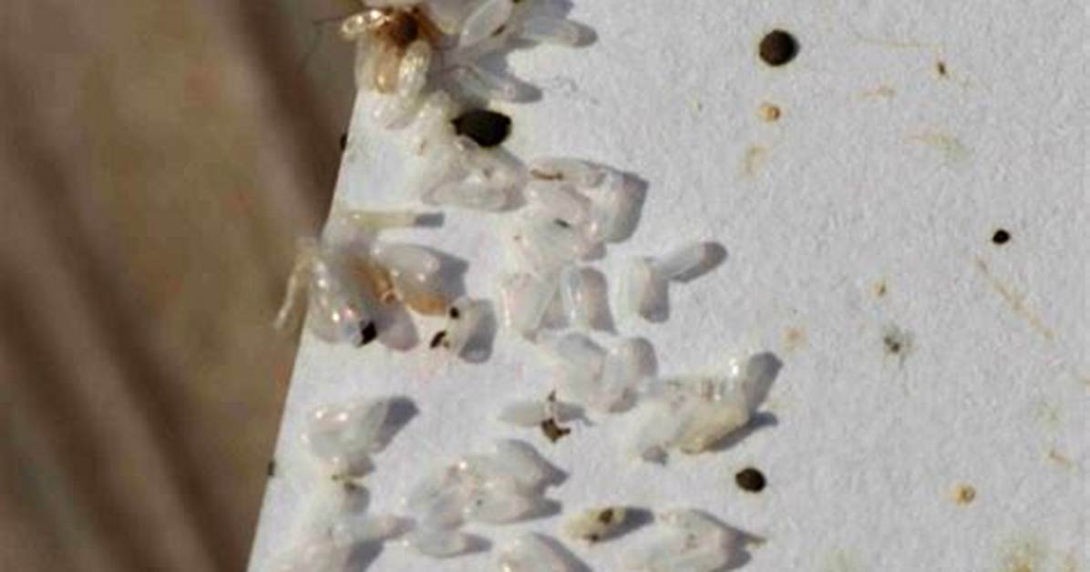How Do Bed Bug Eggs Look