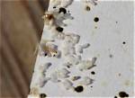 How Do Bed Bug Eggs Look
