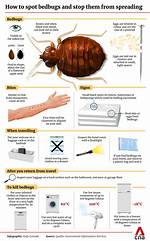 How Do Bed Bugs Know When to Come out?