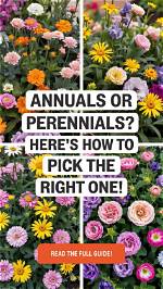 How Do Biennials Differ from Perennials?