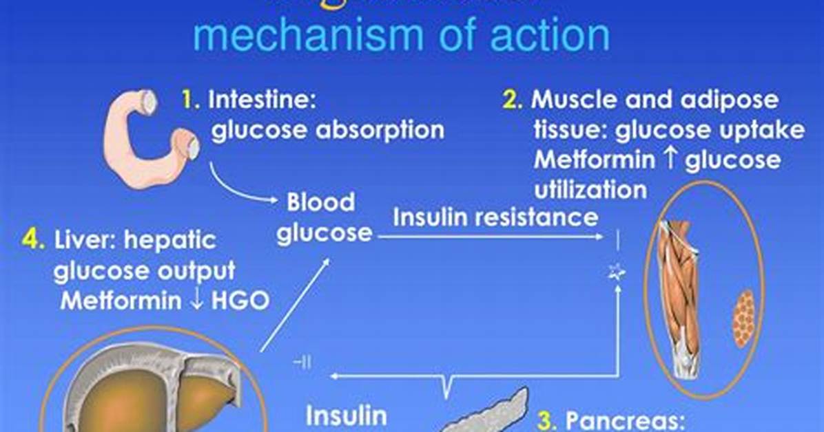 How Do Biguanides Work?