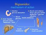 How Do Biguanides Work?