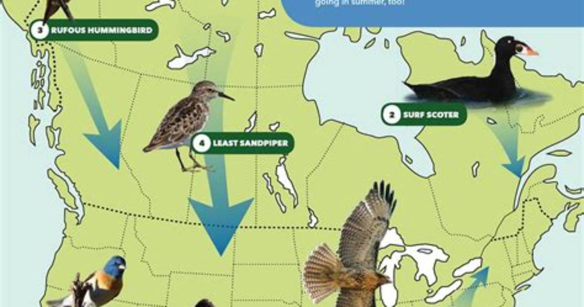 How Do Birds Migrate