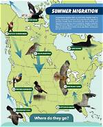 How Do Birds Migrate