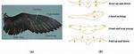 How Do Birds Wings Work