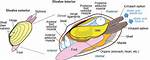 How Do Bivalves Move?
