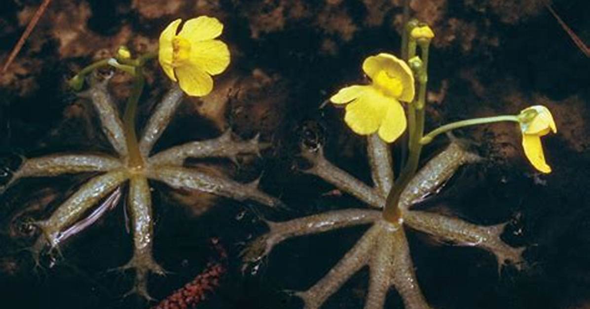 How Do Bladderworts Eat?