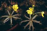 How Do Bladderworts Eat?