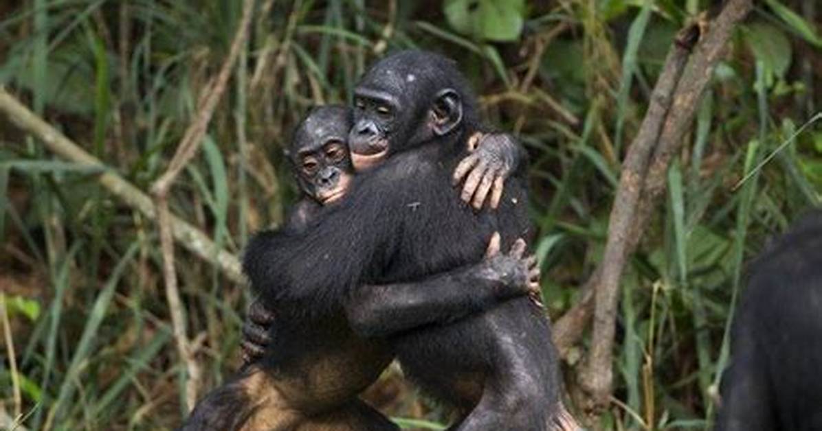 How Do Bonobos Communicate
