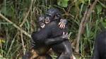 How Do Bonobos Communicate