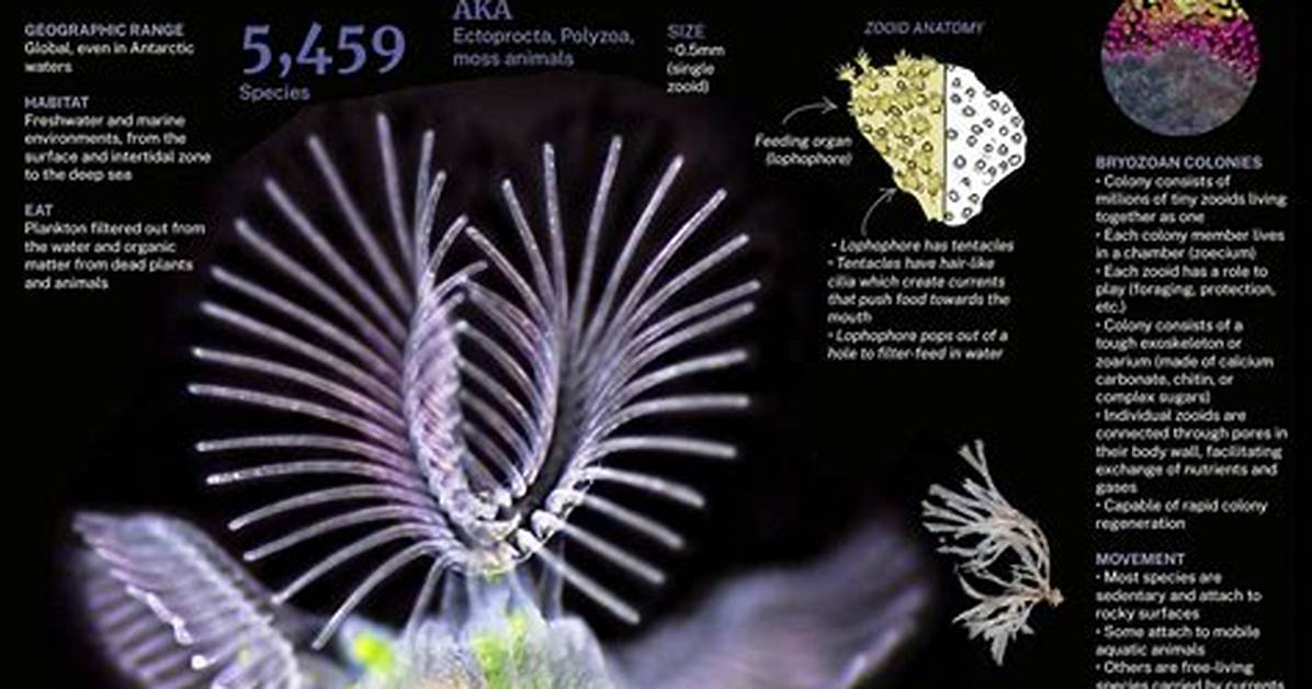 How Do Bryozoans Feed?