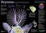 How Do Bryozoans Feed?