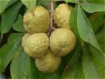 How Do Buckeyes Grow