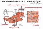 How Do Cardiomyocytes Contract?