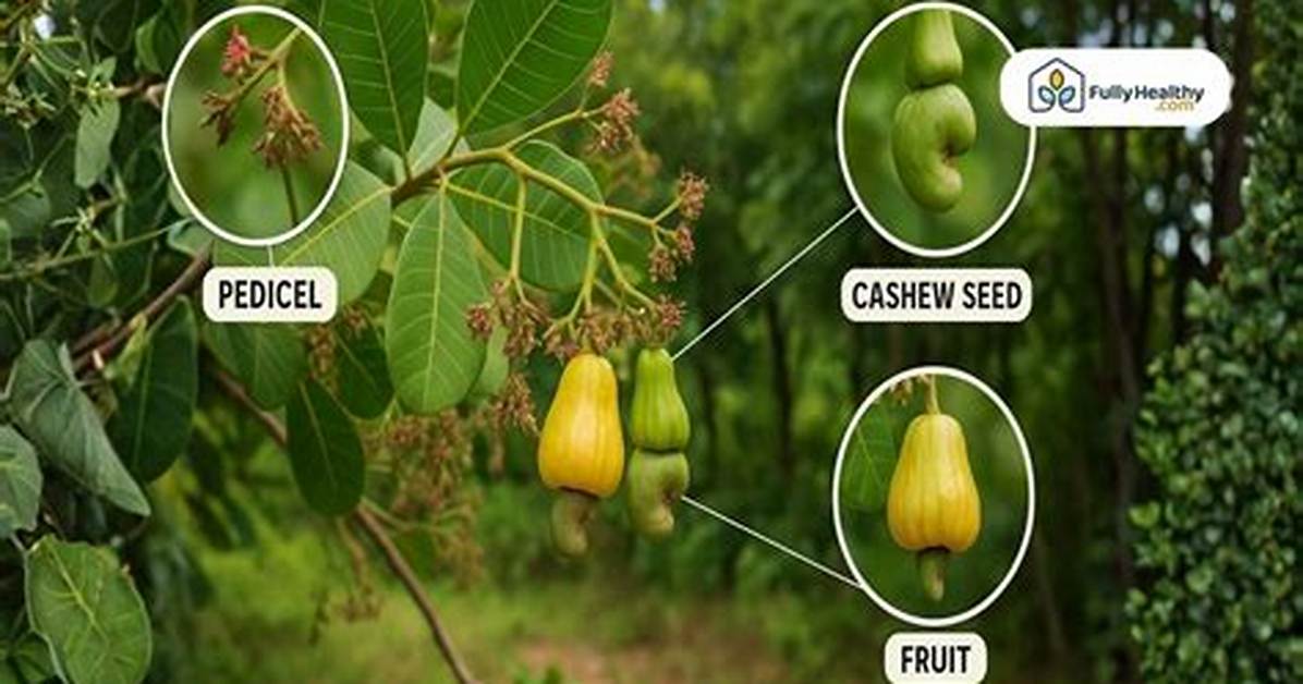 How Do Cashews Grow