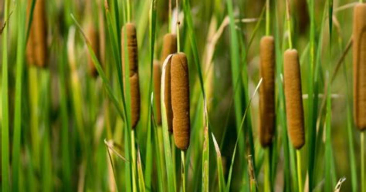 How Do Cattails Spread