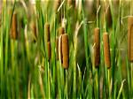 How Do Cattails Spread