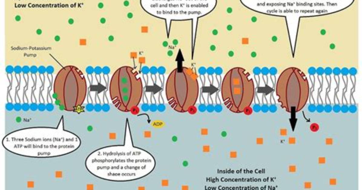 How Do Cell Pumps Work