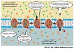 How Do Cell Pumps Work