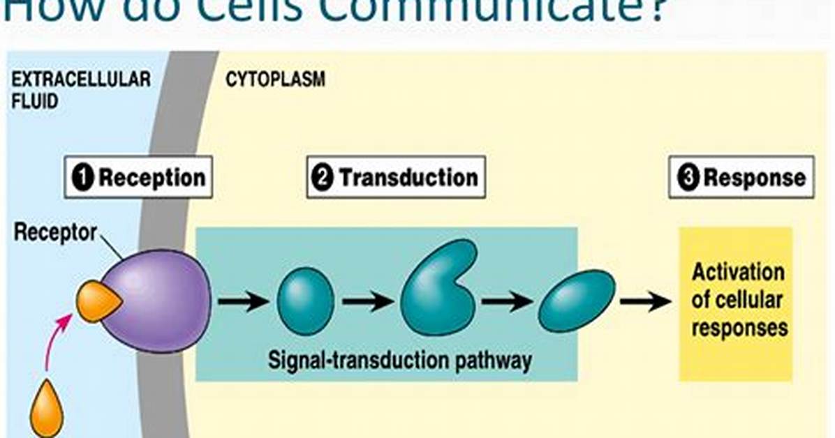 How Do Cells Communicate